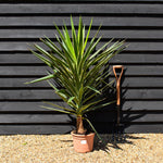 Yucca 'Puck' - Height 110-130cm - 10lt