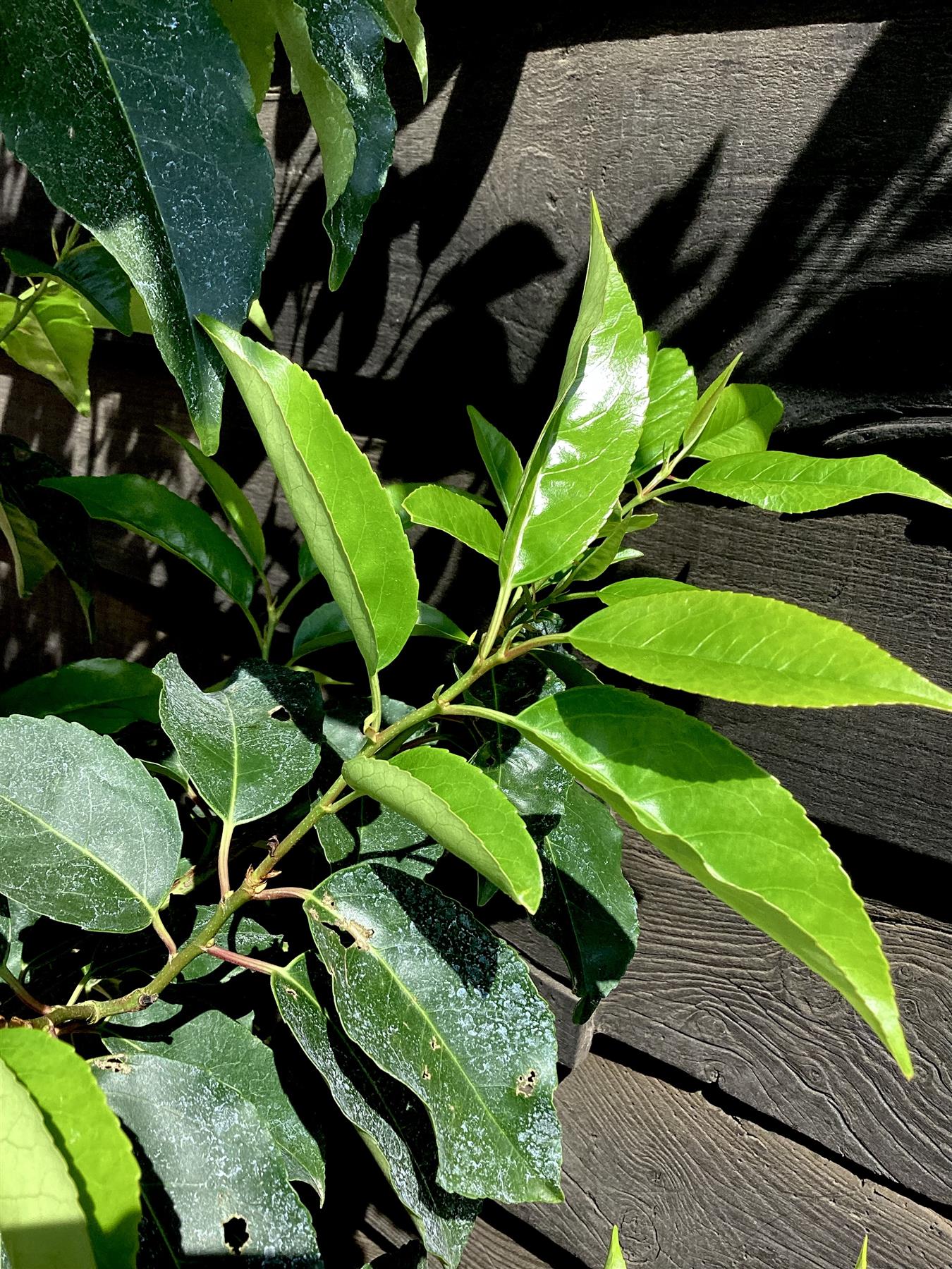 Prunus lusitanica | Portuguese Laurel Cherry - 200-250cm, 10lt