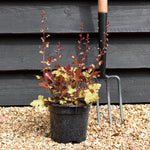 Heuchera 'Marmalade' - Height 10-25cm - 2lt