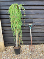 Larix kaempferi 'Stiff Weeper' - Stem - 140-150cm, 7lt