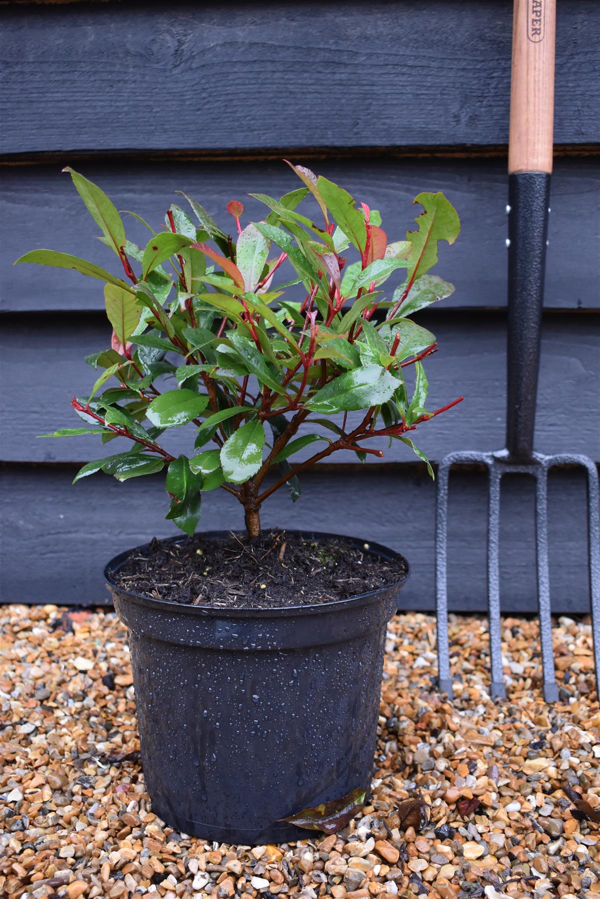 Photinia x fraseri 'Carre Rouge' - Bush - 30-50cm - 5lt