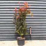 Acer palmatum 'Skeeters Broom' - Bushy - Height 190-200cm - 55lt