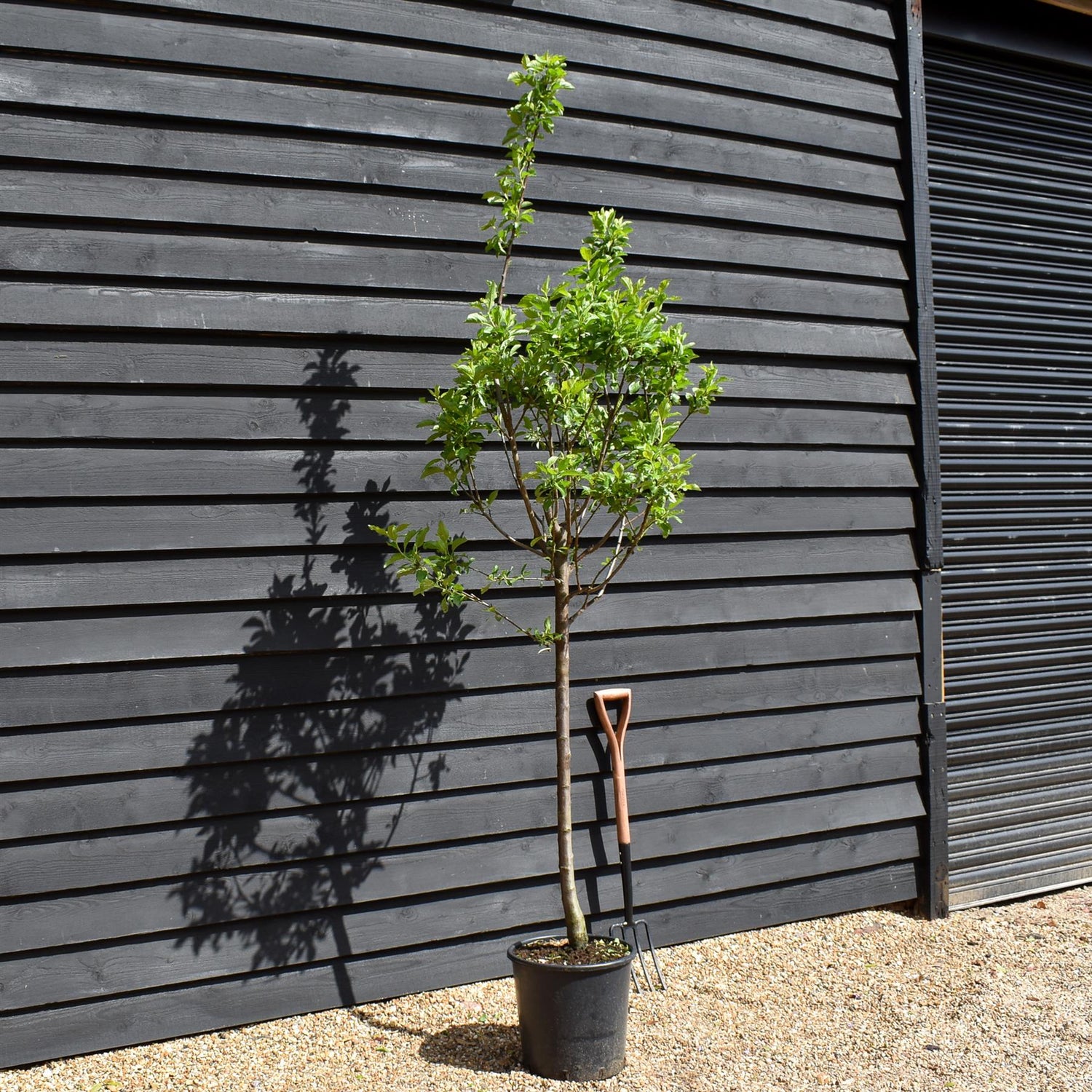Plum 'Regina Claudia Gialla' - Greengage |Prunus domestica - Clear Stem 100cm - Height 200-250cm - Girth 14-16cm - 20lt