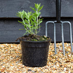 Perovskia 'Little Spire' - Height 40-60cm- 2lt