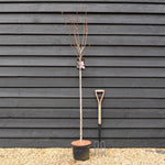 Cherry | Prunus Royal Burgundy - Clear Stem 120cm - Girth 6-8cm - Height 170-180cm - 10lt
