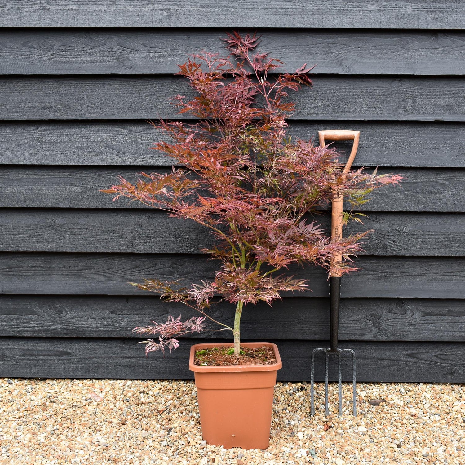Acer palmatum 'Extravaganza' - Bushy - Height 120-130cm - 20lt