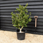 Shishi Gashira Maple | Acer Palmatum 'Crispifolium' Lion's Head Japanese Maple - Height 100-130cm - 50lt