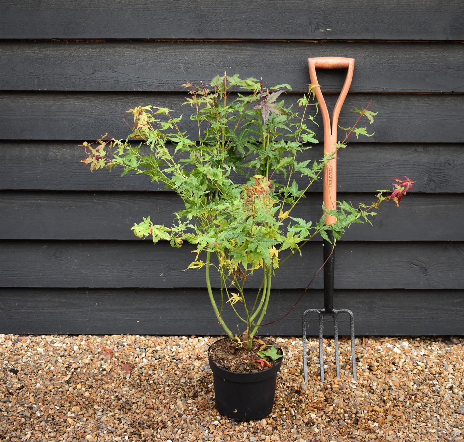 Japanese Maple | Acer palmatum - Height 70-80cm - 4lt