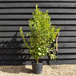 Griselinia littoralis - Pot Grown - Height 120-140cm - 12lt
