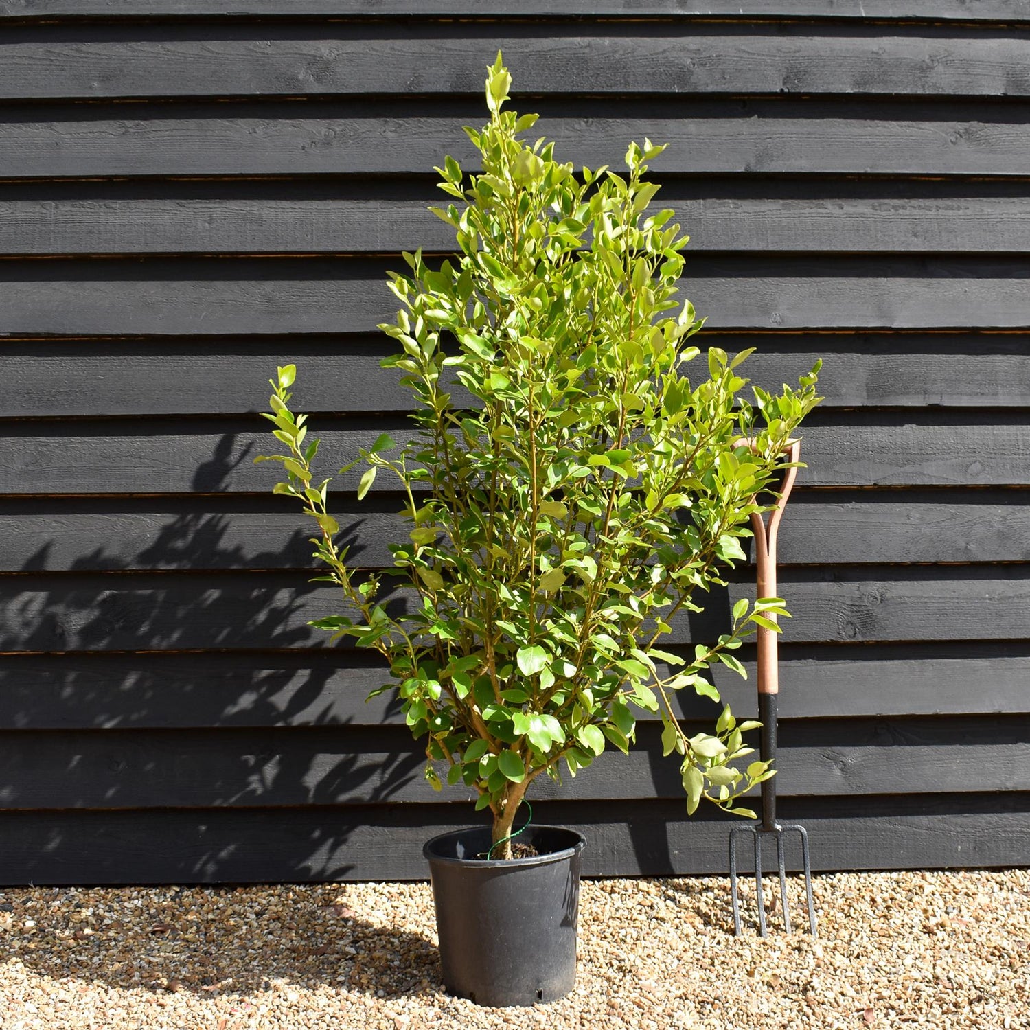 Griselinia littoralis - Pot Grown - Height 120-140cm - 12lt