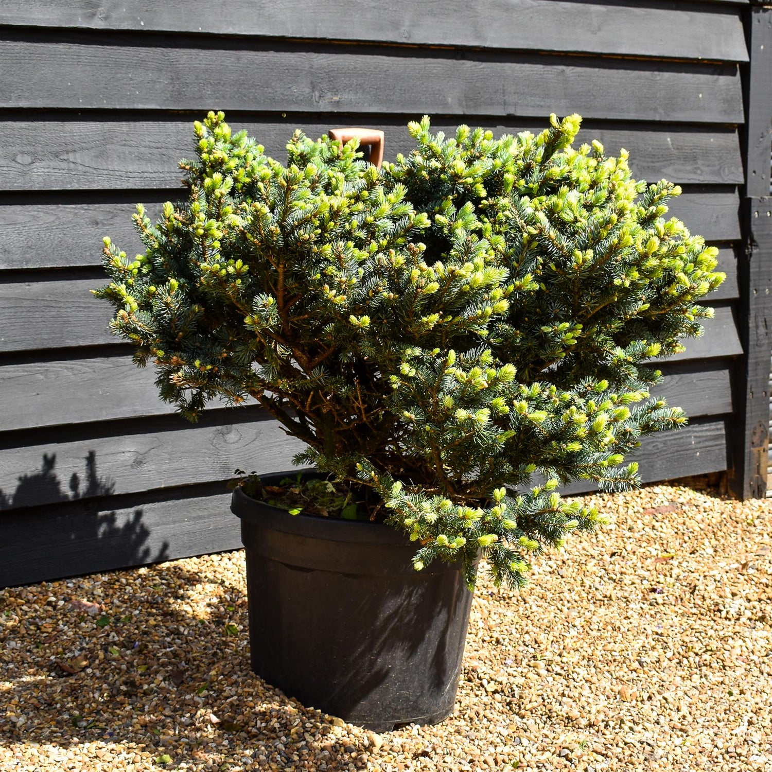 Colorado spruce 'Globosa' | Picea pungens 'Glauca Globosa' - Very Bushy - Height 70-90cm - Width 70-80cm - 70lt