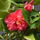 Camellia Dr King - 80-100cm - 25lt
