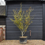 Acer palmatum Linearilobum | Japanese maple 'Linearilobum' - Specimen Tree - Height 280-300cm - 180lt