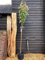 Prunus amanogawa |Flagpole Cherry - Girth 10-12cm - 380-390cm - 30lt