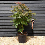 Japanese maple 'Orange Dream' | Acer palmatum - Bushy - Height 135-155cm - 55lt