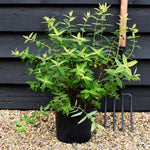 Hypericum Radiance | St John's Wort - Height 40-60cm - Shrub - 5lt
