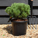 Pinus mugo 'Carsten's Wintergold' | Dwarf mountain pine - Height 30cm - Width 20cm - 6lt