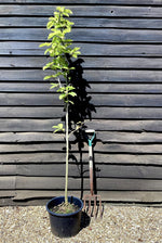 Magnolia Burgundy Star - 150-200cm, 20lt