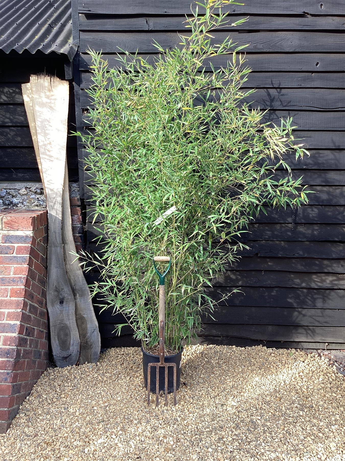 Phyllostachys aurea | Fish-pole bamboo