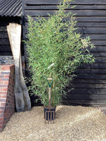 Phyllostachys aurea | Fish-pole bamboo - 230-240cm, 20lt