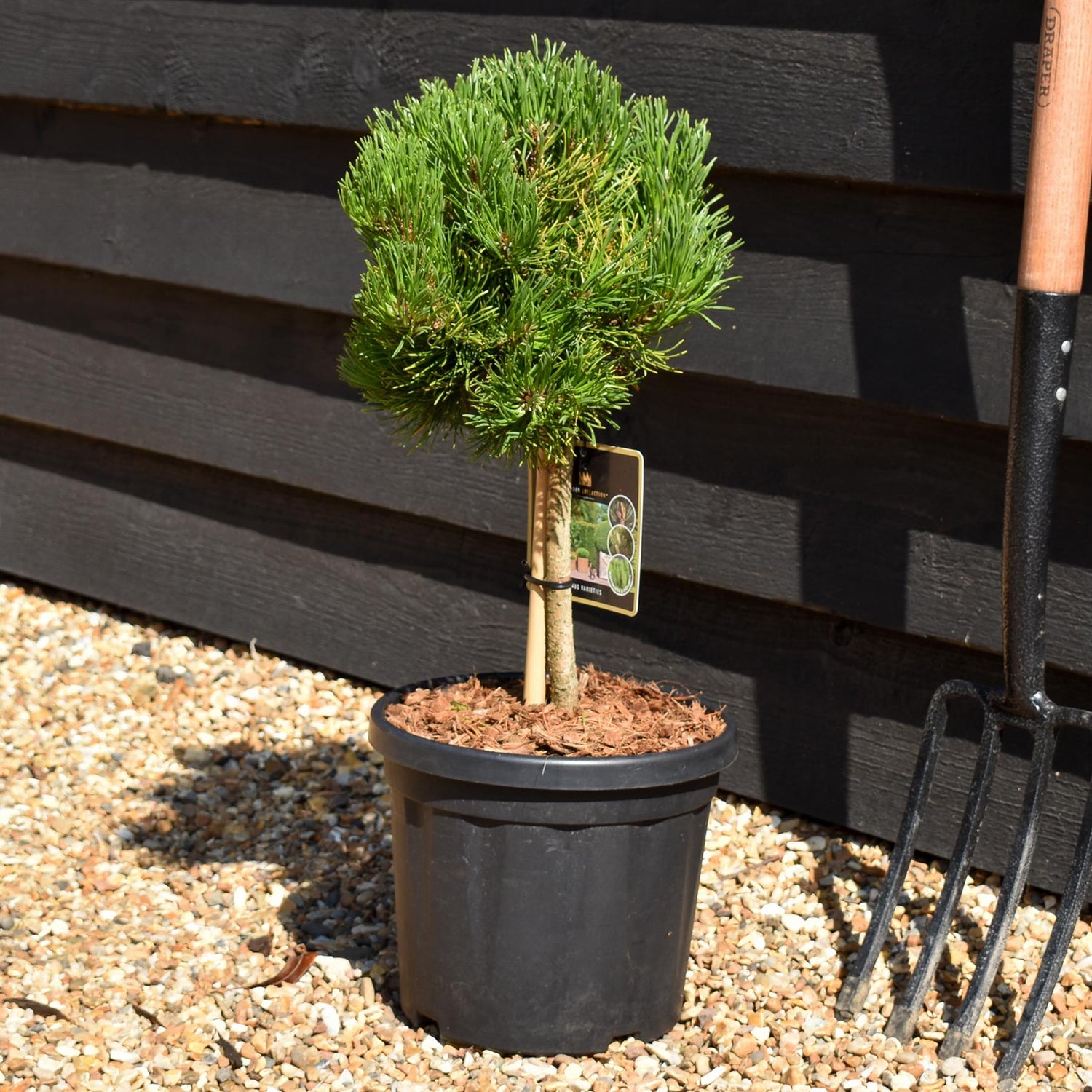 Pinus nigra 'Lemon pearl' - Clear Stem 20cm - Girth 6cm - Height 30-40cm - 6lt