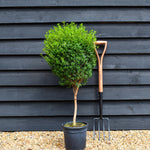 Tarentine myrtle | Myrtus microphylla - Stem 30cm - Height 90cm - 7lt