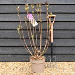 Syringa vulgaris 'Ruhm von Horstentein' | lilac 'Ruhm von Horstenstein' - Height 80-100cm - 10lt