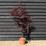 Acer palmatum 'Black Lace' | Japanese maple 'Beni-otake' - 150-200cm, 10lt