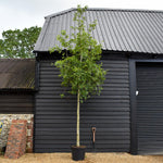 Alnus Incana - Grey Alder tree - Clear Stem - Standard - Girth 12-14cm - Height 450-480cm - 70lt