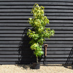 Liquidambar styraciflua 'Aurea' | Sweet Gum 'Aurea' - Height 200-220cm - 20lt