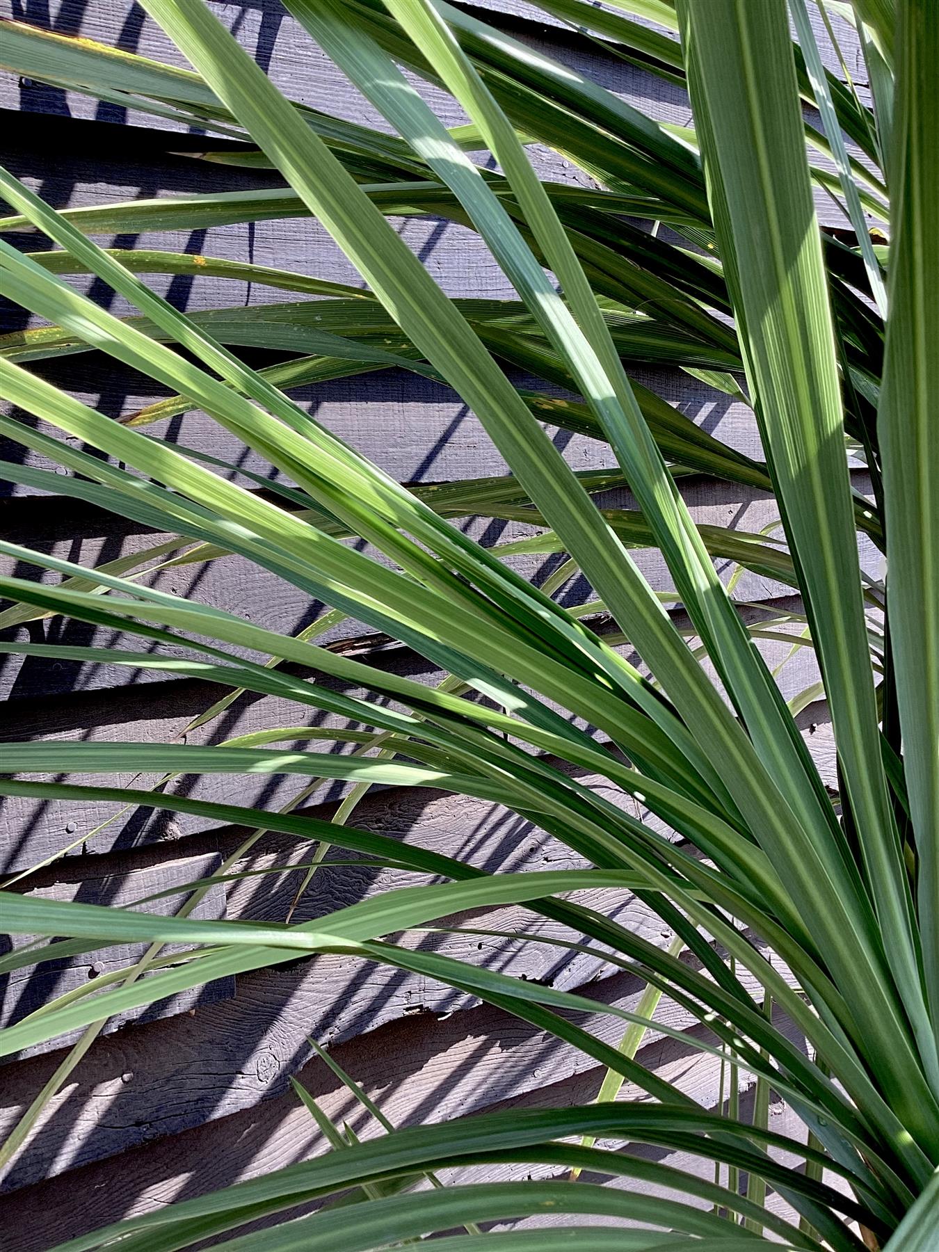 Cordyline australis (cabbage palm) | New Zealand Cabbage Palm - Multistem x 3 - Stem 90-100cm - Height 170-190cm - 110lt