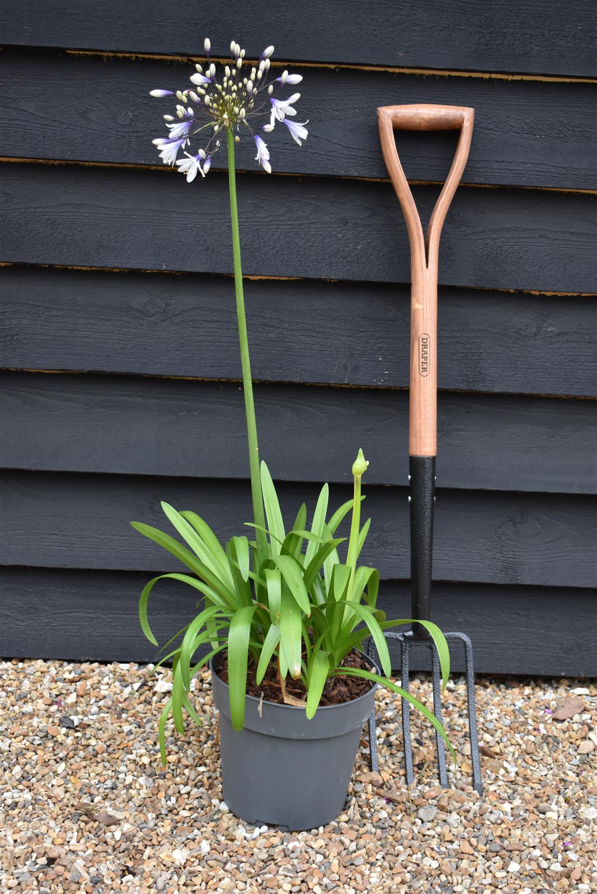 Agapanthus "Poppin Star" | African Lily - 6lt