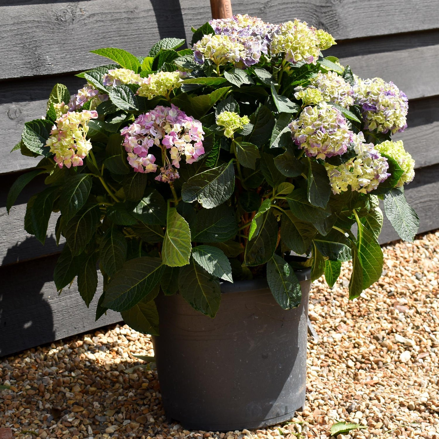 Hydrangea Original Mophead - Blue | Blue Hydrangea Height 30-40cm Width 50cm - 12lt