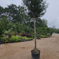 Prunus lusitanica 'Angustifolia' - Std - 250-300cm, 70lt