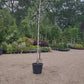 Betula alba | Silver Birch - Single Stem - Girth 10-12cm - Height 450-500cm - 70lt