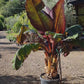 Ensete ventricosum 'Maurelii' | Red Abyssinian banana 110-130cmPalm  - 40lt