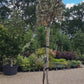 Elaeagnus ebbingei 'Viveleg' - Standard - Pleaced/Espalier (100x100cm bamboo) - Stem 200cm - Girth 10-12cm - Height 300cm - 70lt