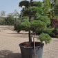 Pinus sylvestris | Scots Pine - Bonsai - Cloud - Article 1 - 180-200cm - 230lt