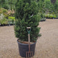 Taxus Media 'Hillii' | Yew Tree/Large Shrub - Upright Taxus - Bushy - Height 160-180cm - 130lt
