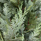 Chamaecyparis lawsoniana 'Columnaris' | False Cypress - 170-180cm - 30lt