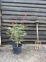 Acer palmatum 'Atropurpureum' | Red Leaf Japanese maple - 50-80cm, 10lt