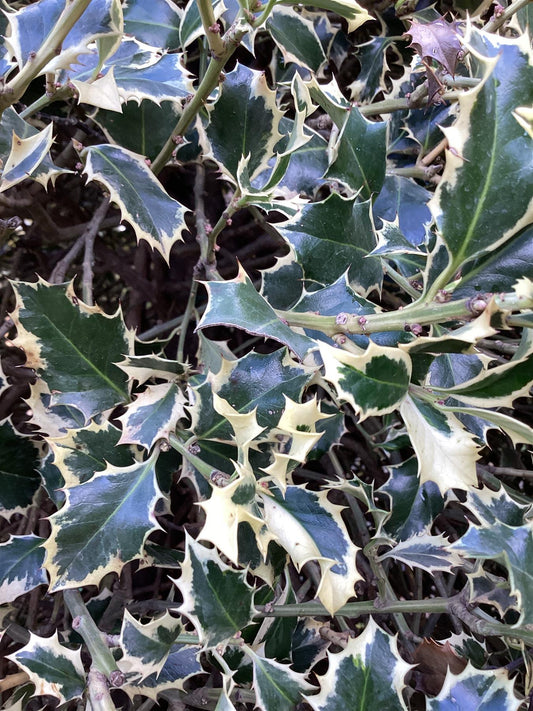 Ilex aquifolium 'Argentea Marginata' | Silver Variegated Holly - 250-260cm, 250lt