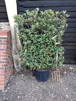 Photinia Pink Marble ('Cassini') | Christmas Berry Pink Marble - Frame - 200-210cm, 55lt