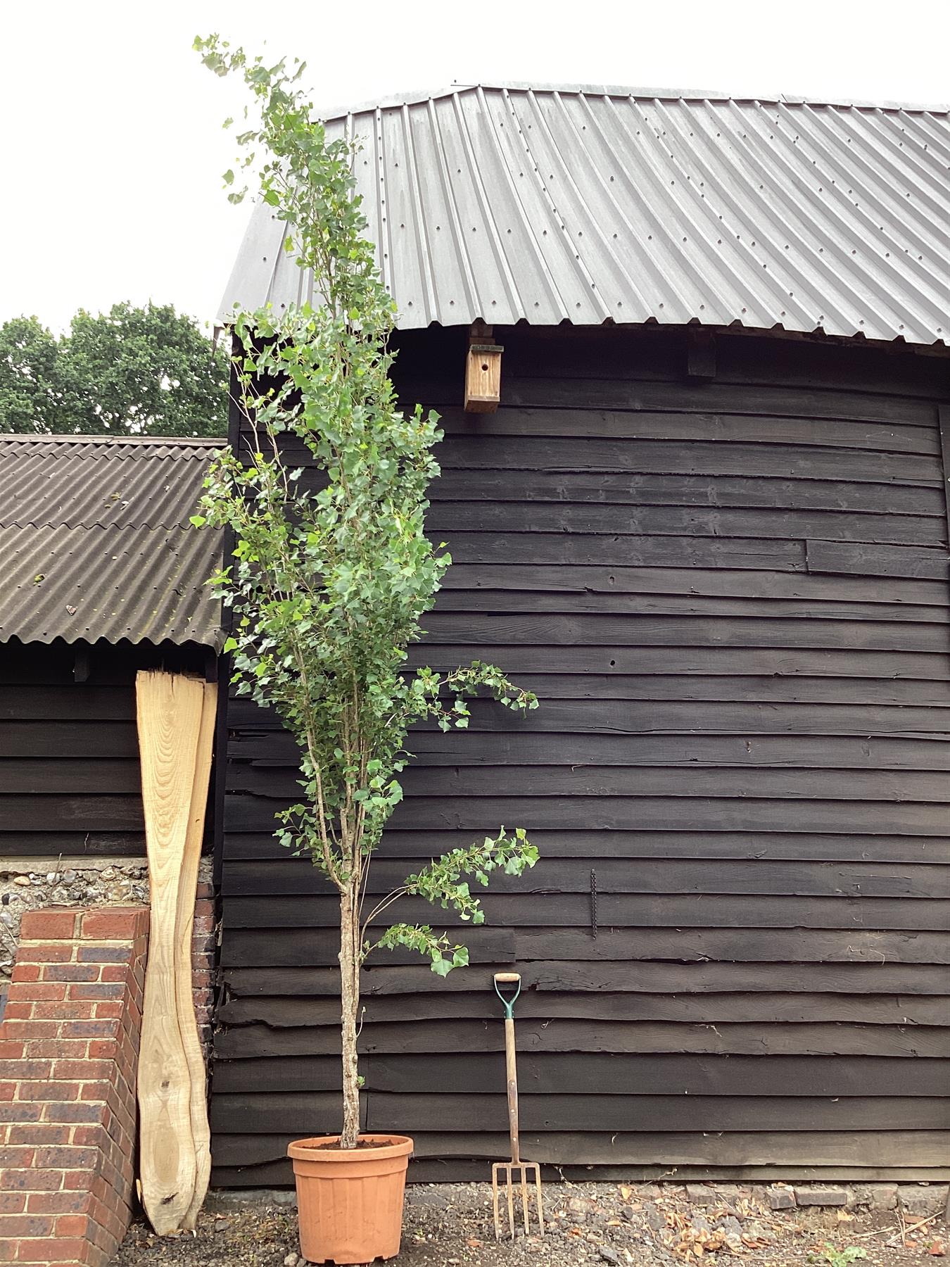 Populus nigra 'Italica' | Lombardy Poplar Tree - 280-320cm, 30lt