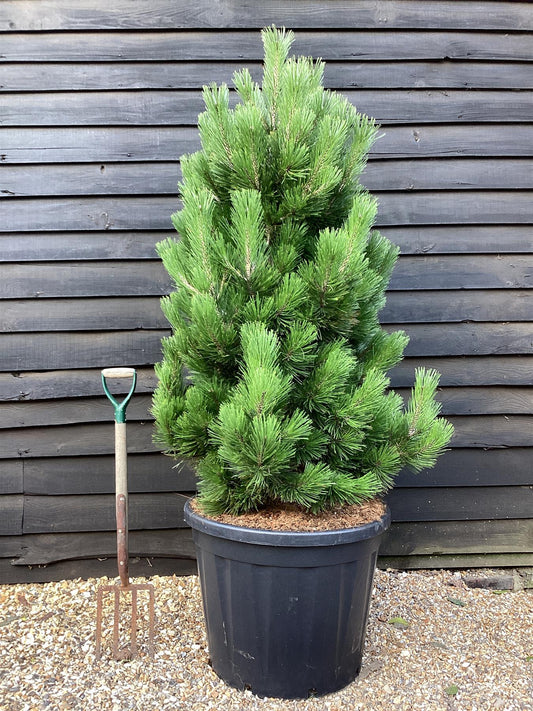 Pinus heldreichii 'Little Dracula' |Bosnian pine 'Little Dracula' - Height 150cm - Width 150cm - 130lt