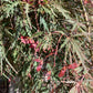Acer palmatum Inaba-Shidare 1/2 Std | Japanese maple 'Inaba-shidare' - 200-250cm - 375lt