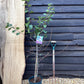 Plum 'Marjorie's Seedling' on St. Julian - Moderately vigorous | Prunus domestica - 150-160cm - 12lt