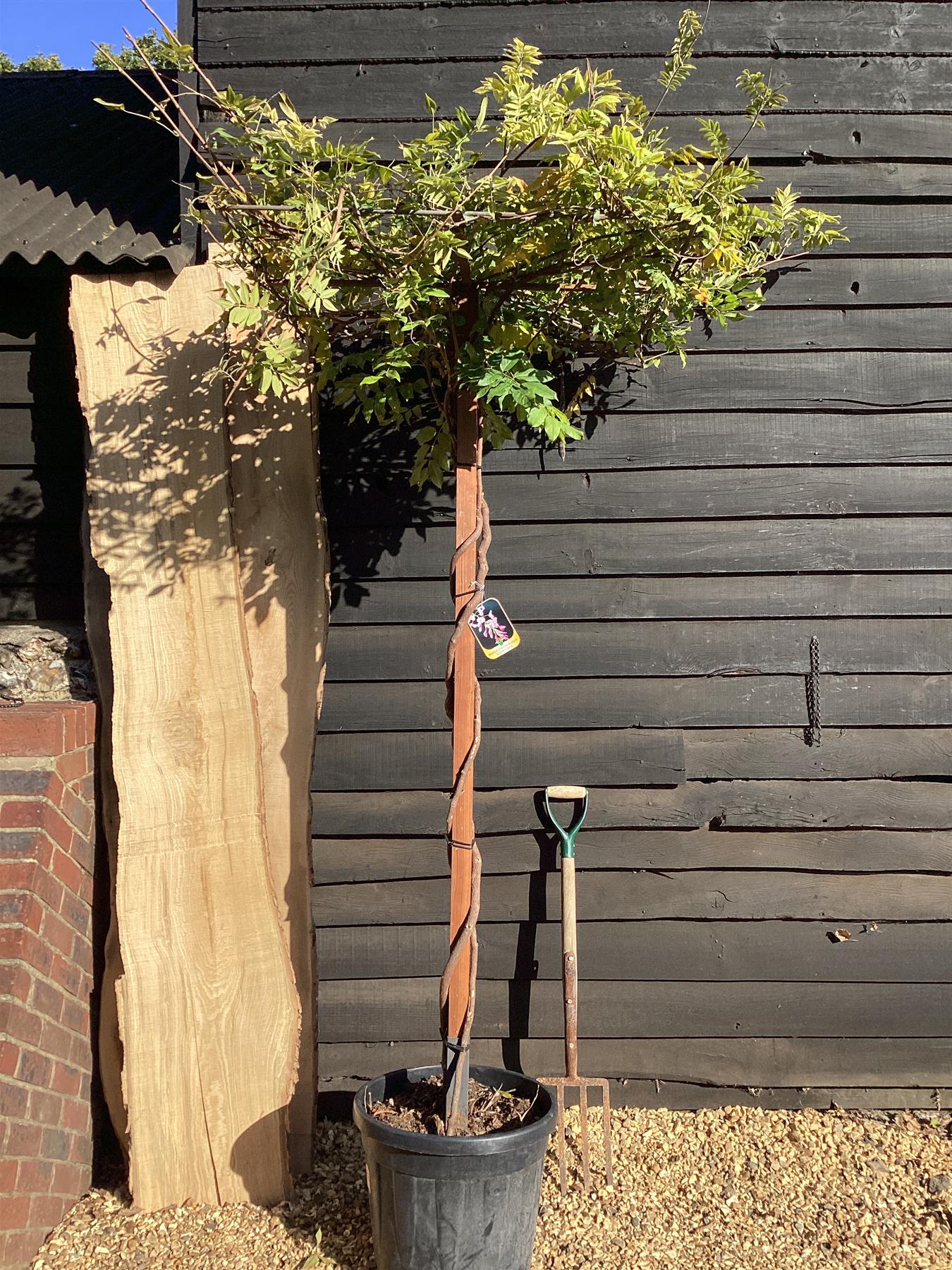 Wisteria brachybotrys 'Showa-beni' Umbrella | Silky Wisteria 'Showa-beni' - 250cm, 45lt