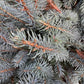 Picea pungens 'Fat Albert' | Colorado Spruce - 250-270cm, 150lt