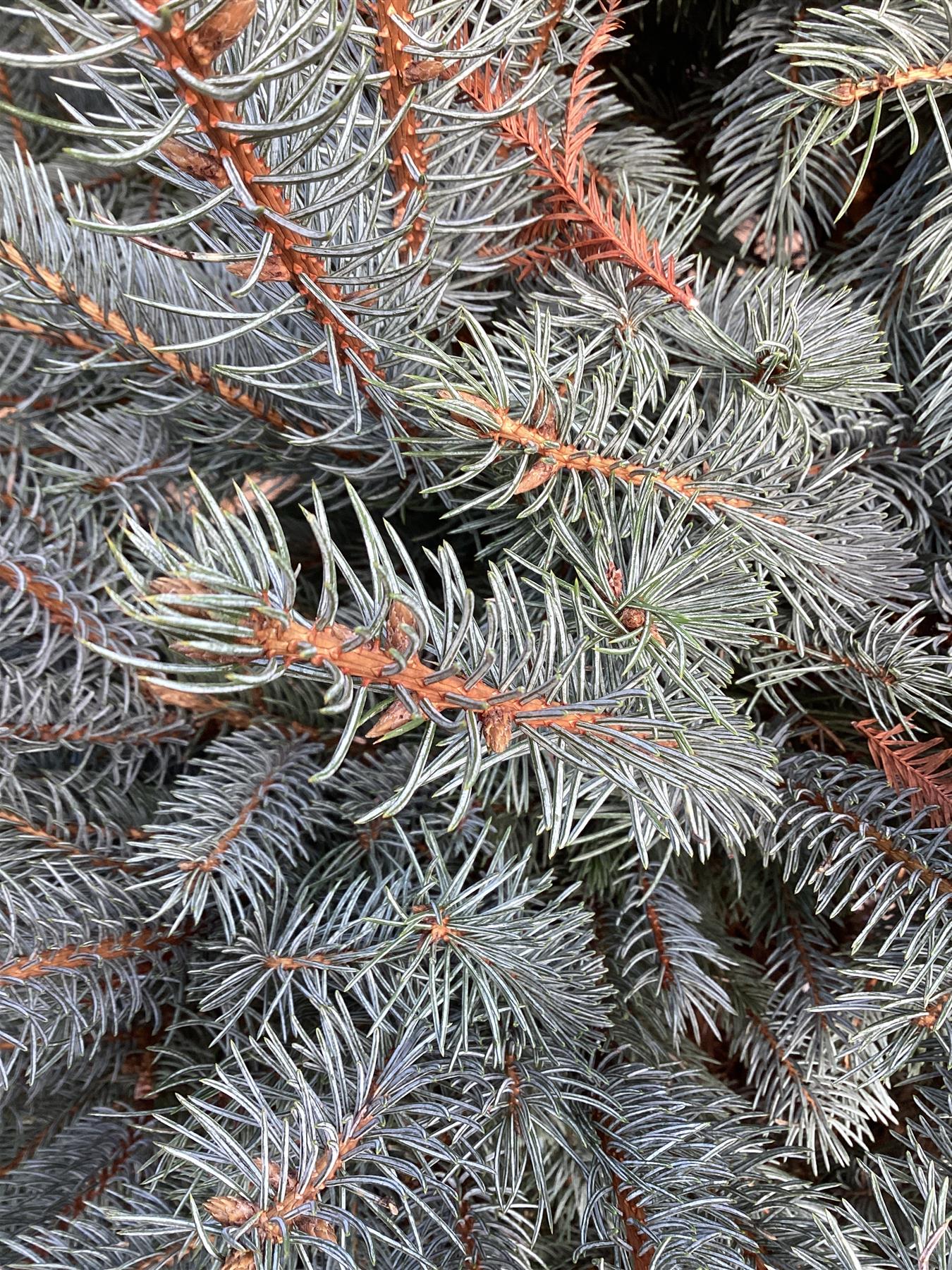 Picea pungens 'Fat Albert' | Colorado Spruce - 250-270cm, 150lt
